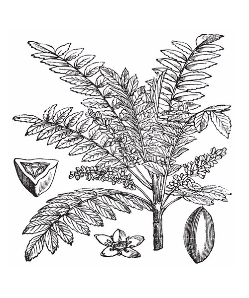 Natural compounds from  Boswellia serrata